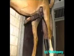Fucking an incomprehensible horse in its a-hole is something Turkish dads love.